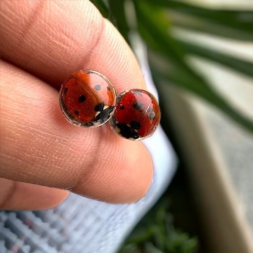 Little Ladies | Real Ladybug Stud Earrings - Pretty Weird