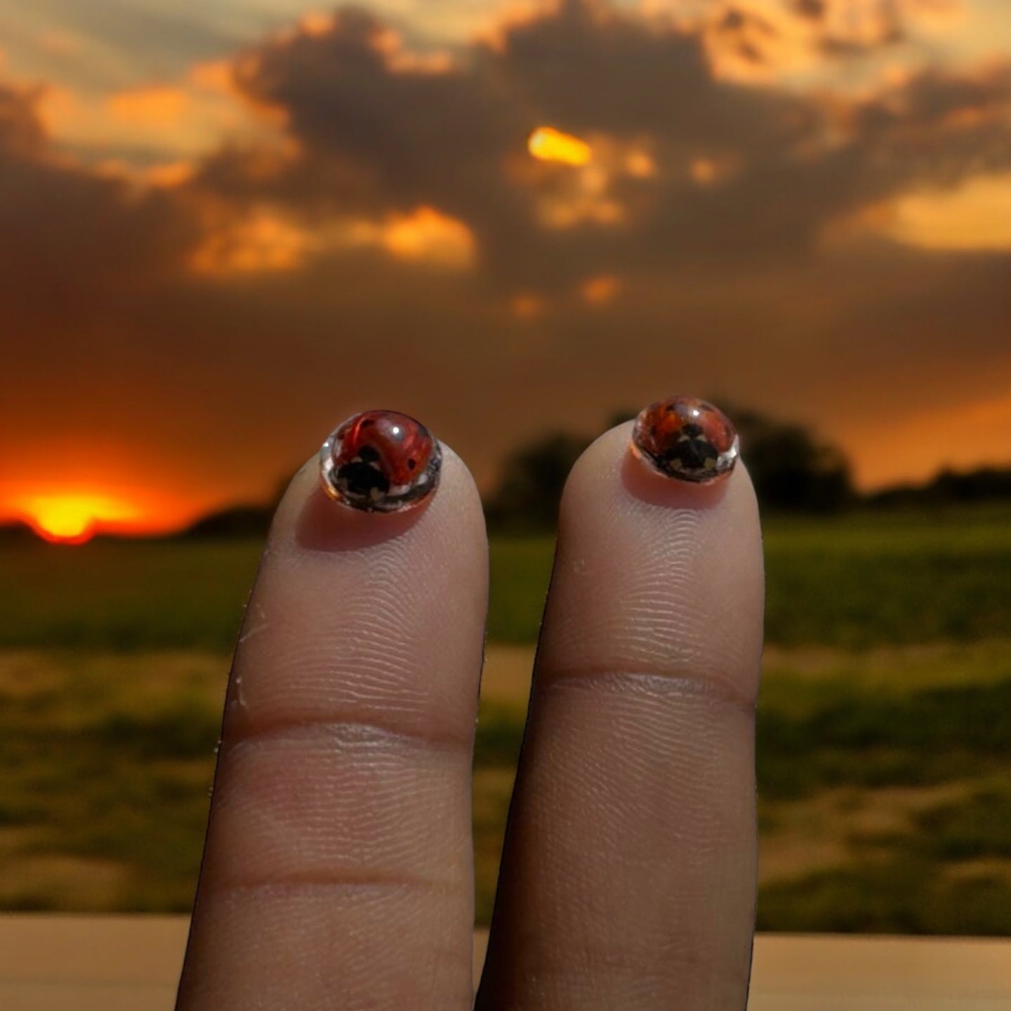 Little Ladies | Real Ladybug Stud Earrings - Pretty Weird